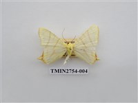 藏品(尺蛾322)的圖片